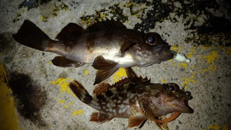 アジング終盤戦