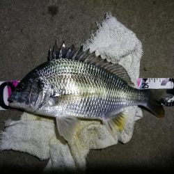 南港カモメ大橋ヘチ釣行 (キビレ31cm、ガシラ21cm、小シーバス 釣果有り)