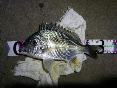 南港カモメ大橋ヘチ釣行 (キビレ31cm、ガシラ21cm、小シーバス 釣果有り)