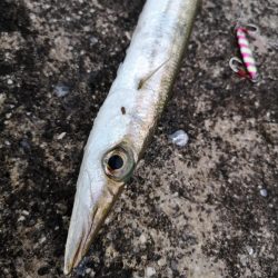 カマスのシーバスインかも