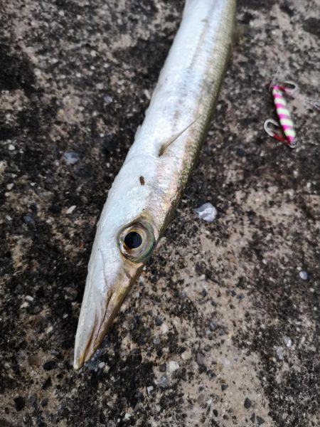 カマスのシーバスインかも