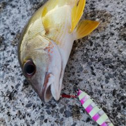 夕マズメ30分だけ爆釣果