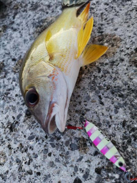 夕マズメ30分だけ爆釣果