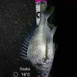 南港カモメ大橋ヘチ釣行 （キビレ37cm、ガシラ　釣果有り）