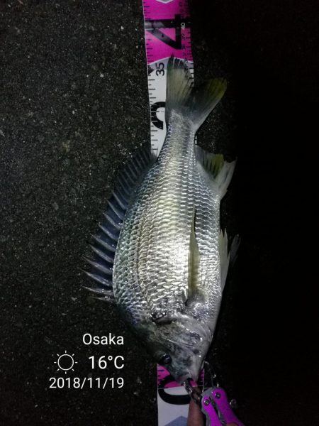 南港カモメ大橋ヘチ釣行 （キビレ37cm、…