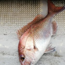 タイラバでなんとか2枚