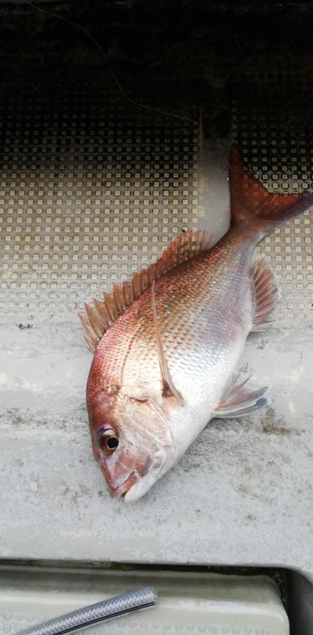 タイラバでなんとか2枚