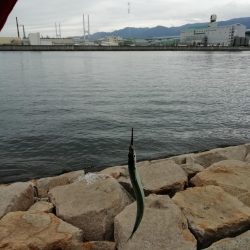 サヨリからのあじ