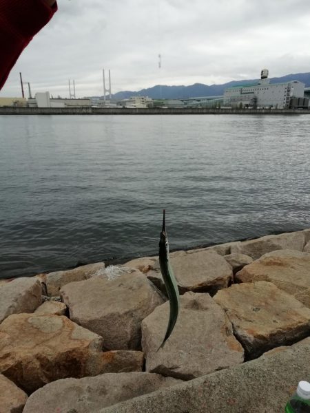 サヨリからのあじ