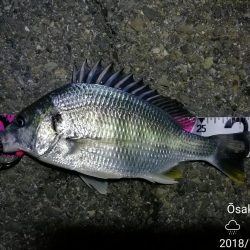 南港カモメ大橋ヘチ釣行 （キビレ33.5cm、ガシラ　コトヒキ　釣果有り）