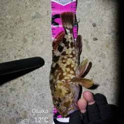 南港カモメ大橋ヘチ釣行 (無念。。チヌ釣果無し、ガシラ21cm釣果他有り)