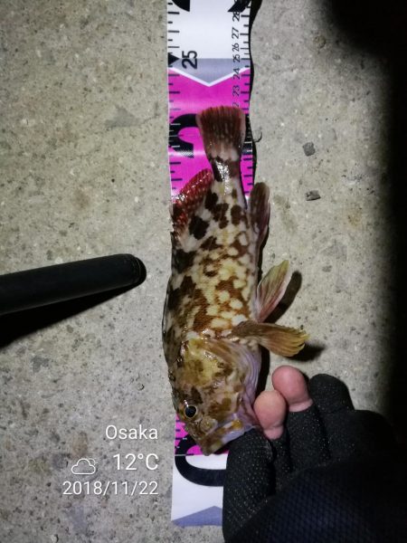 南港カモメ大橋ヘチ釣行 (無念。。チヌ釣果無し、ガシラ21cm釣果他有り)