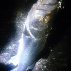 久しぶりのシーバス