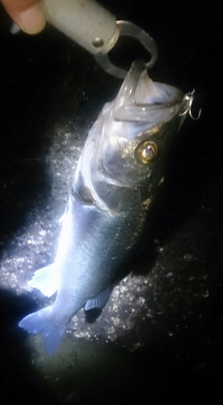 久しぶりのシーバス