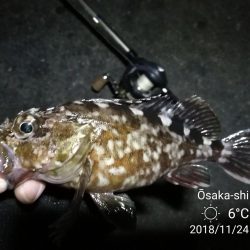南港カモメ大橋ヘチ釣行 (再無念。。チヌ釣果無し、ガシラ 他釣果有り)