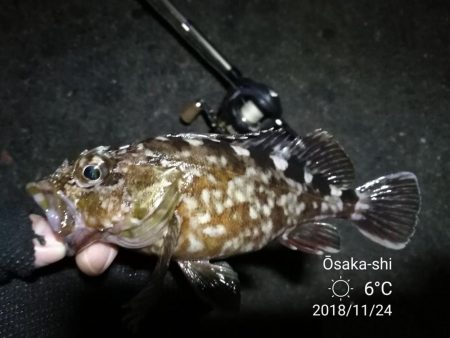 南港カモメ大橋ヘチ釣行 （再無念。。チヌ釣…