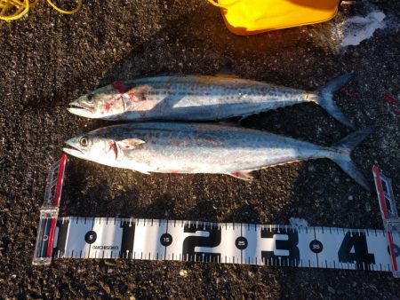 久しぶりのサゴシ