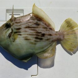 カレイ狙い投げ釣りでカワハギ