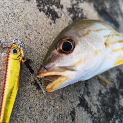 強風だけど入れ食い調査