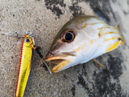 強風だけど入れ食い調査