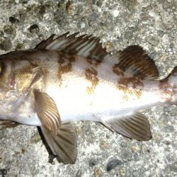 天気がいいので