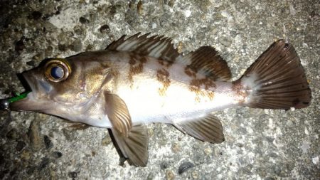 天気がいいので