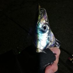 南港カモメ大橋 釣行 (タチウオ釣り 2本釣果有り)