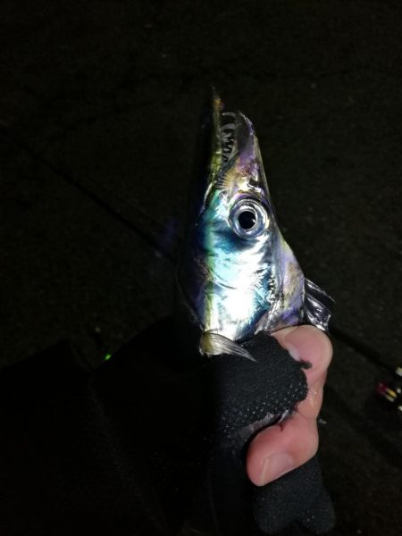 南港カモメ大橋 釣行 (タチウオ釣り 2本釣果有り)