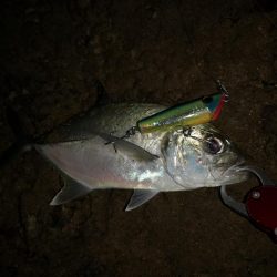 干潮時間で爆釣しました。仕上げはカライワシ