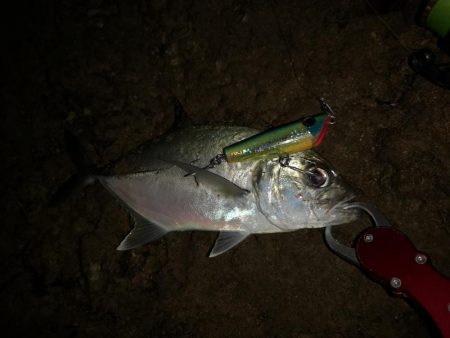干潮時間で爆釣しました。仕上げはカライワシ