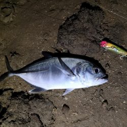 早朝、干潮時間に自作ポッパーでギンガメアジ