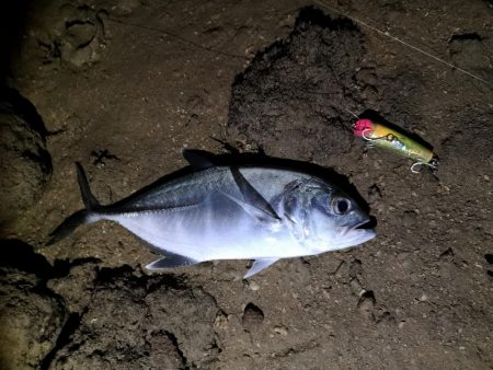 早朝、干潮時間に自作ポッパーでギンガメアジ…