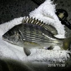 南港カモメ大橋ヘチ釣行 (小真チヌ、小キビレ、ガシラ、ハゼ 釣果有り)