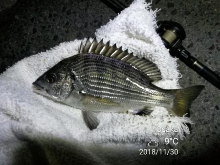 南港カモメ大橋ヘチ釣行 （小真チヌ、小キビ…