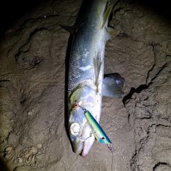 干潮潮止まりでカライワシヒット