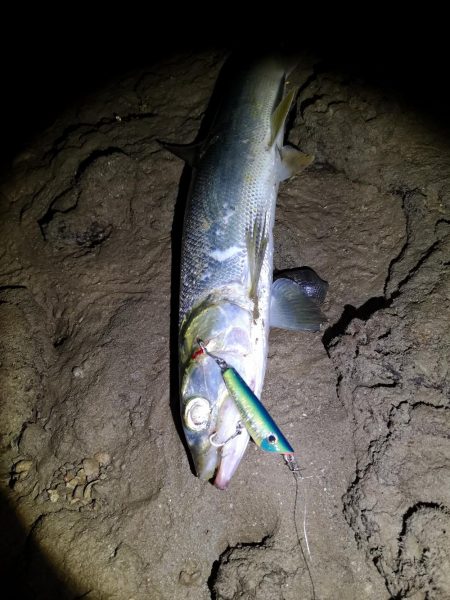 干潮潮止まりでカライワシヒット