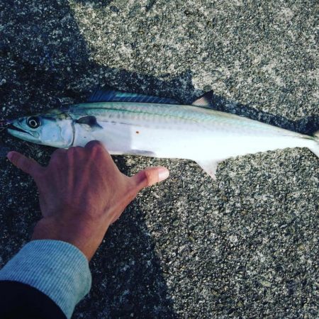 サゴシ 、太刀魚ジギングで