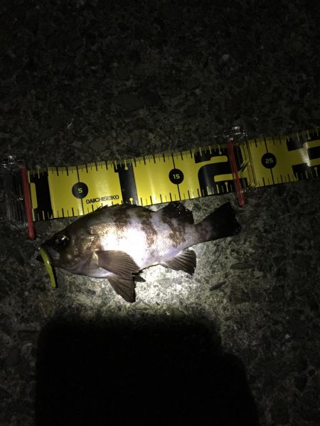 久々のメバリング