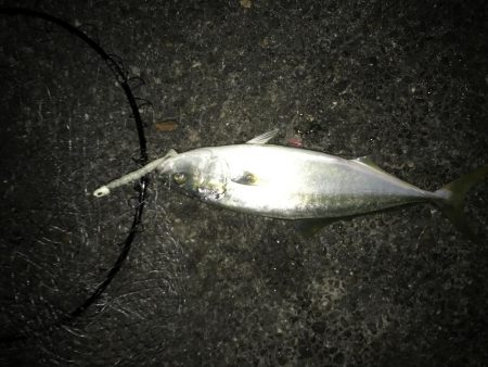 まさかテンヤでハマチ