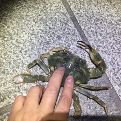 フラットフィッシュ狙い