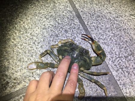 フラットフィッシュ狙い