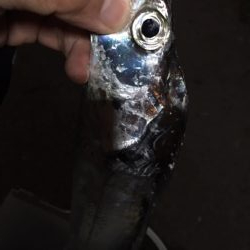 鶴浜 時合は裏切らない