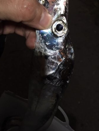 鶴浜 時合は裏切らない