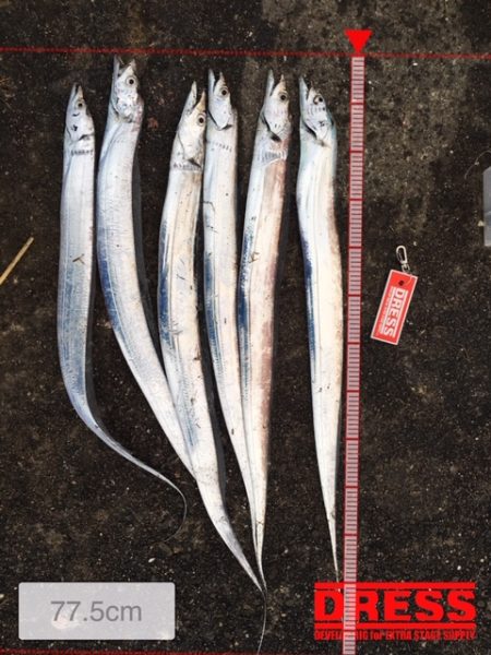 そこそこあたりあり