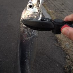 渋いが、5時代は釣れる