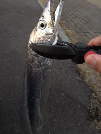 渋いが、5時代は釣れる