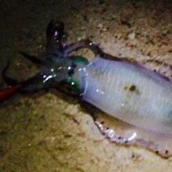 激渋淡路島！！