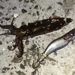 仕事帰りのヒイカエギング