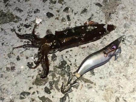 仕事帰りのヒイカエギング