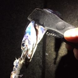 群れが小さい？